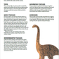 Making Wooden Dinosaur Toys and Puzzles